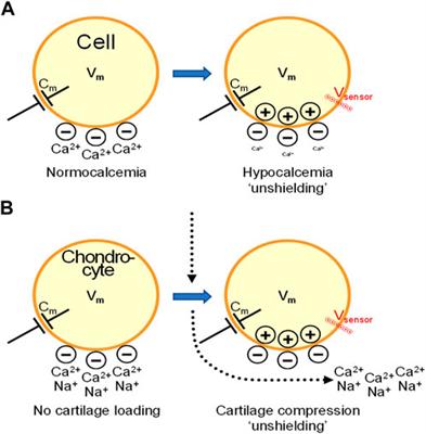 A new look at osteoarthritis: Threshold potentials and an analogy to hypocalcemia